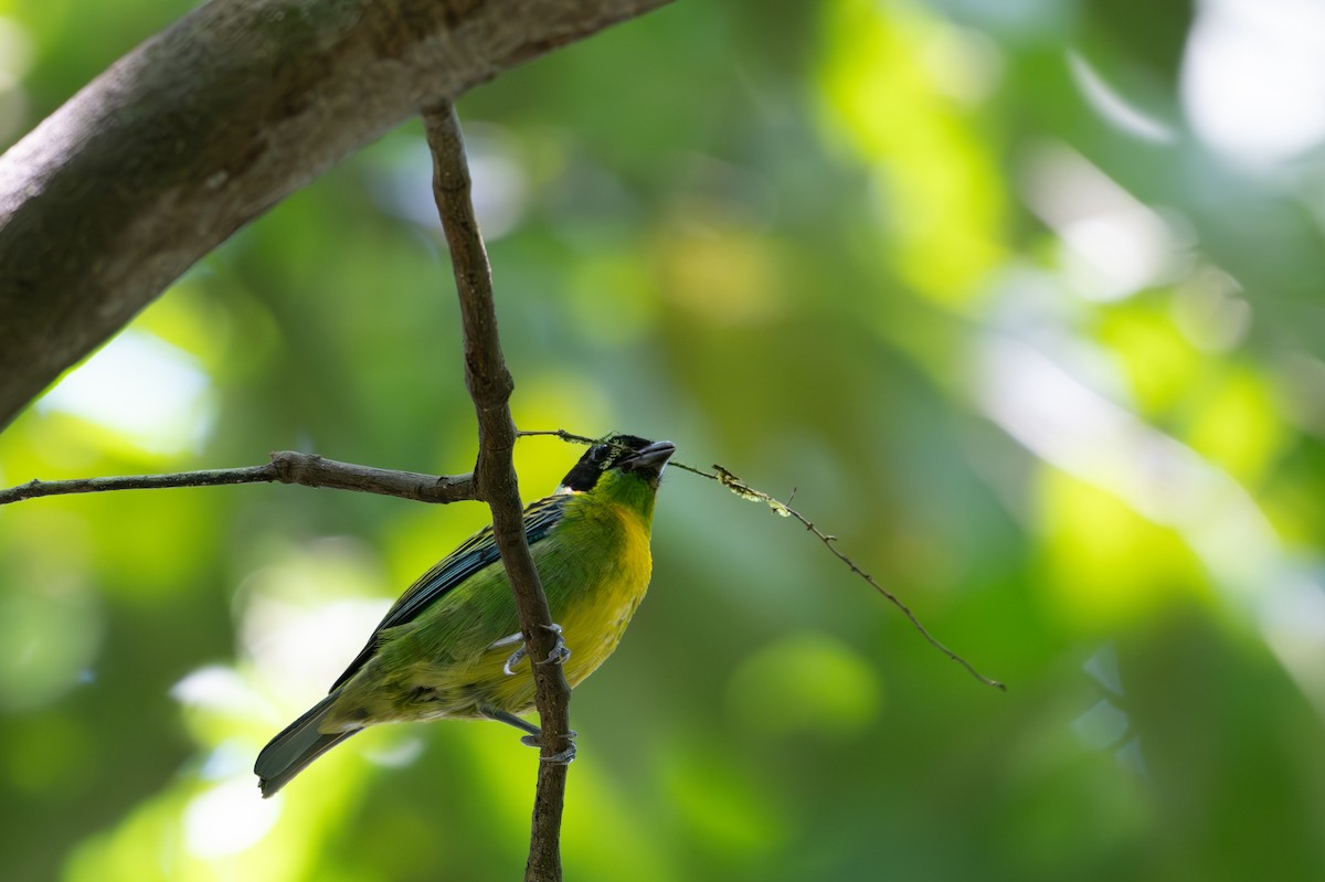 Танагра золотогруда - ML643516525