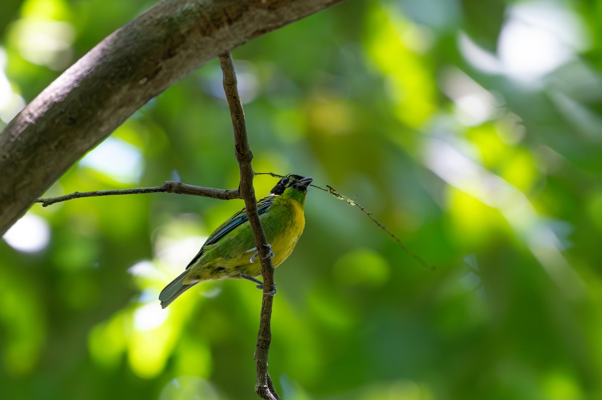 Танагра золотогруда - ML643516526