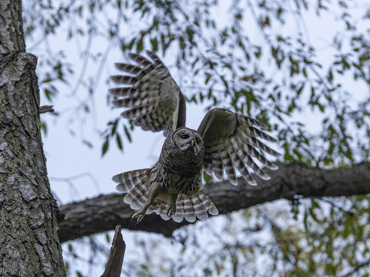 Barred Owl - ML643516531