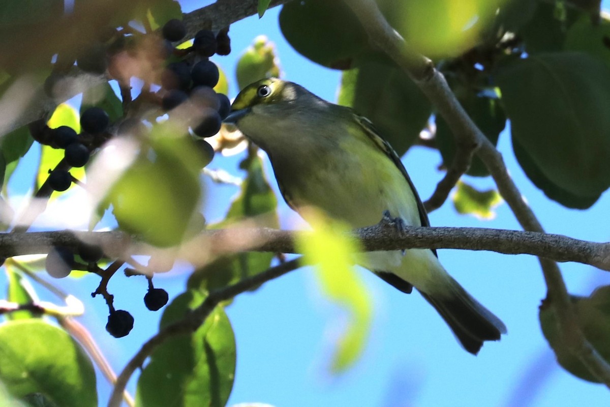 Vireo Ojiblanco - ML643516539