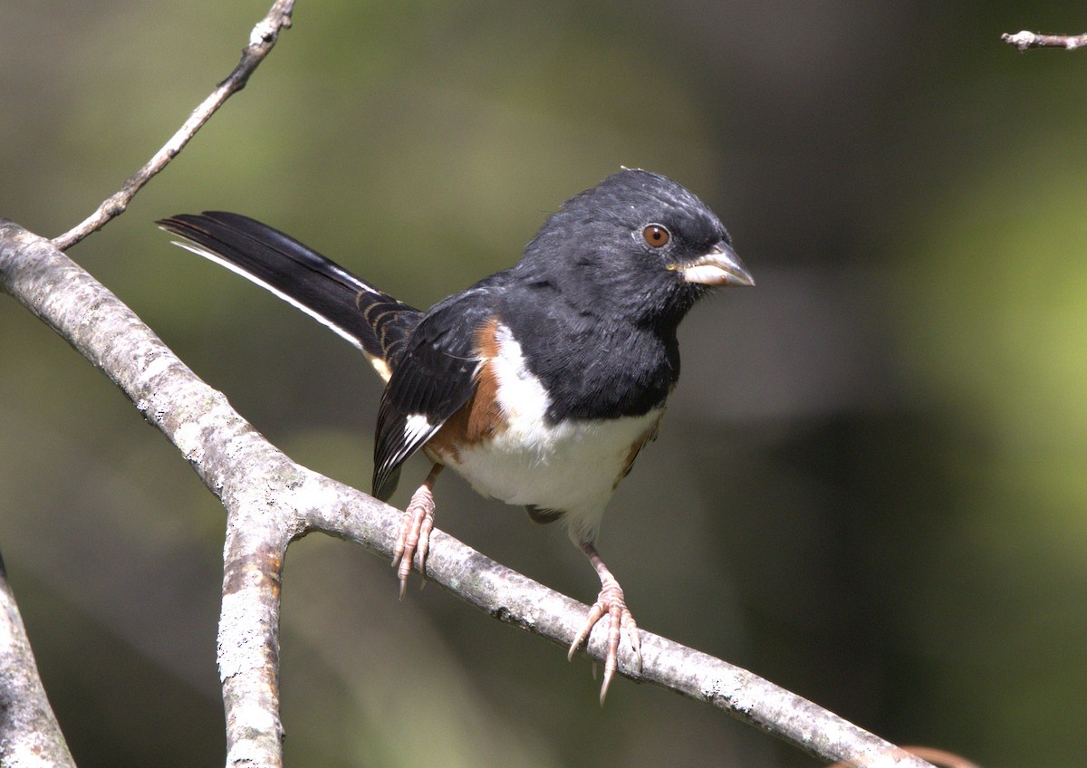 Eastern Towhee - ML643516553