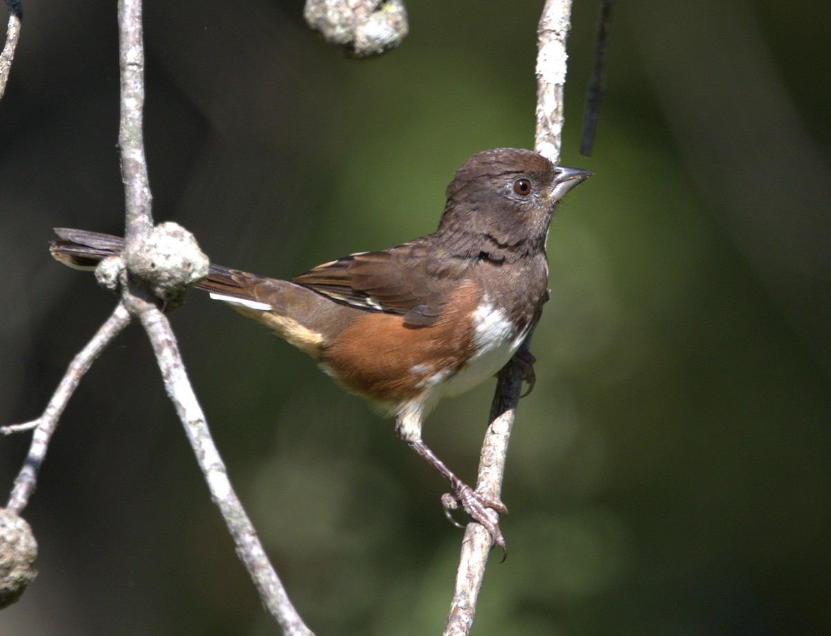 Eastern Towhee - ML643516554