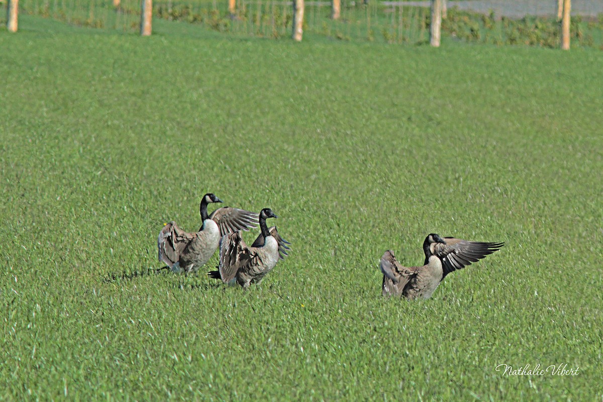 Canada Goose - ML643516562