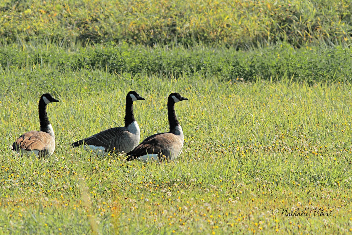 Canada Goose - ML643516564