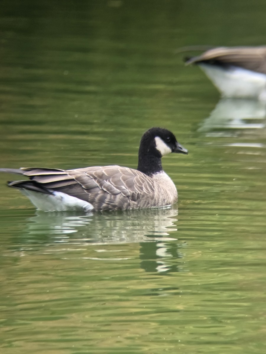 Cackling Goose (Aleutian) - ML643516566