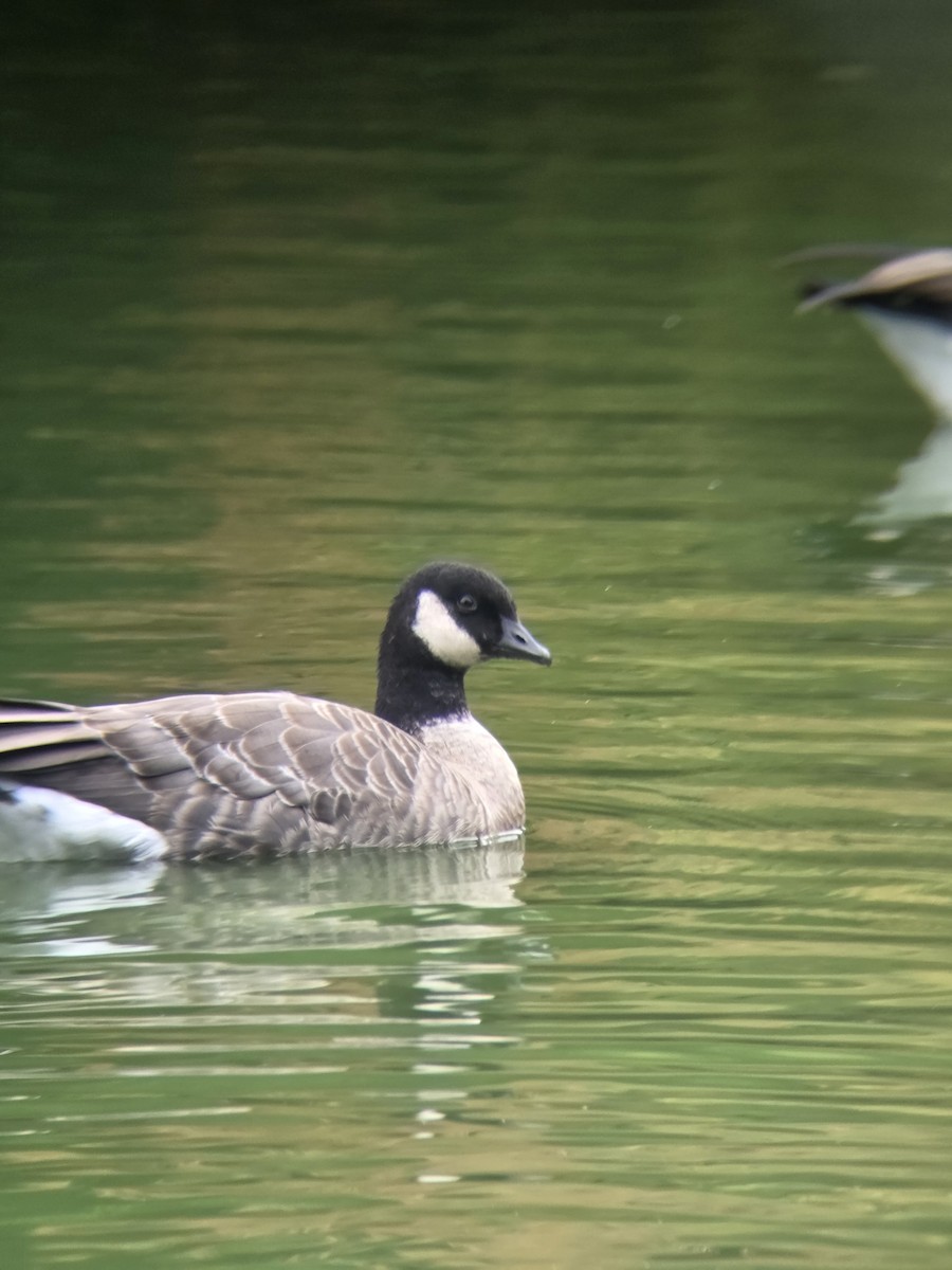 Cackling Goose (Aleutian) - ML643516567