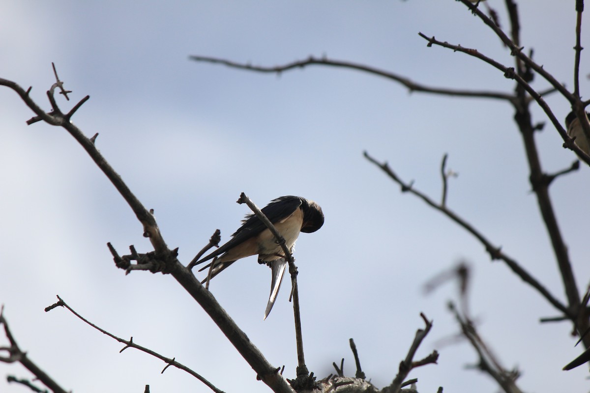 Barn Swallow - ML643516572