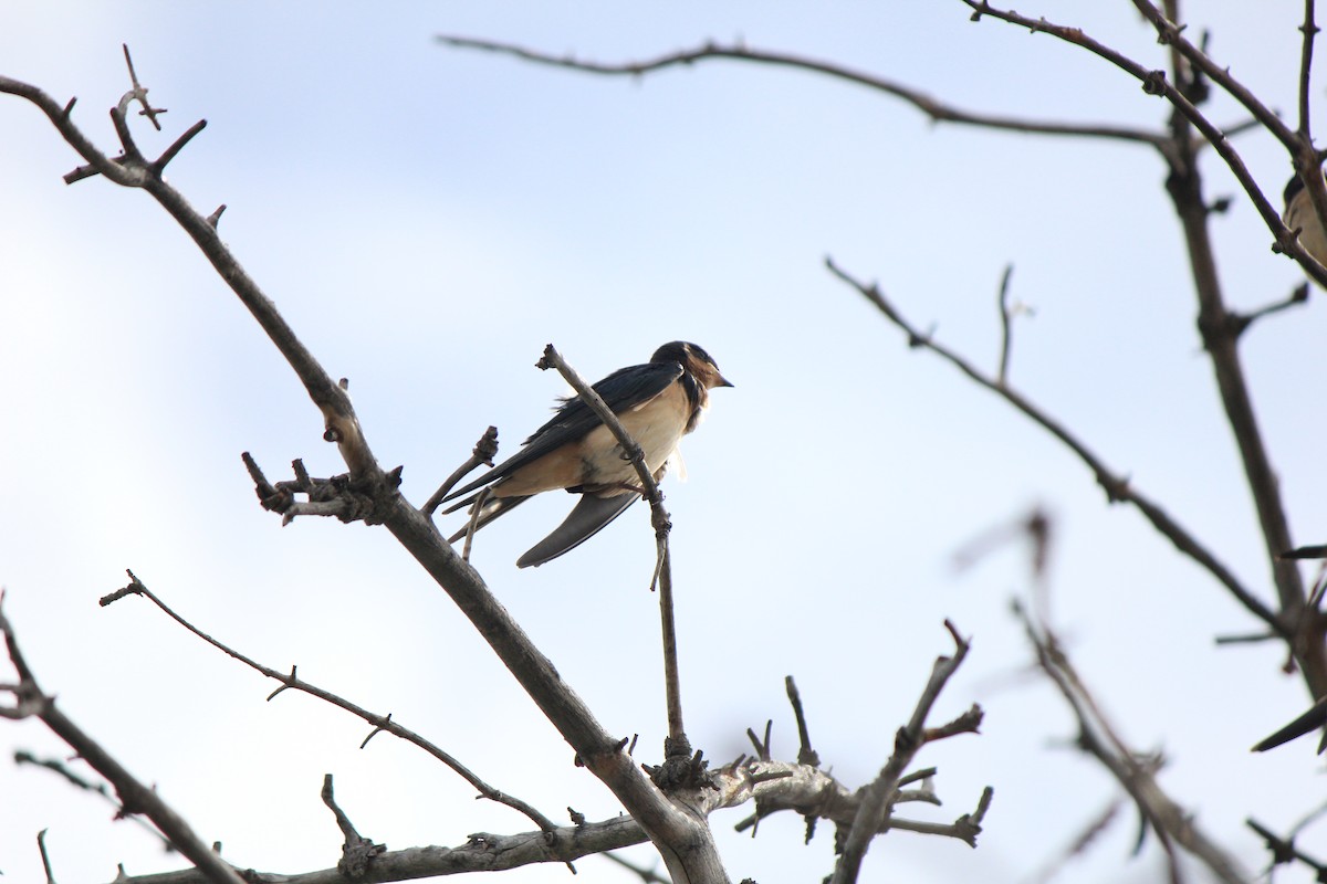 Barn Swallow - ML643516573