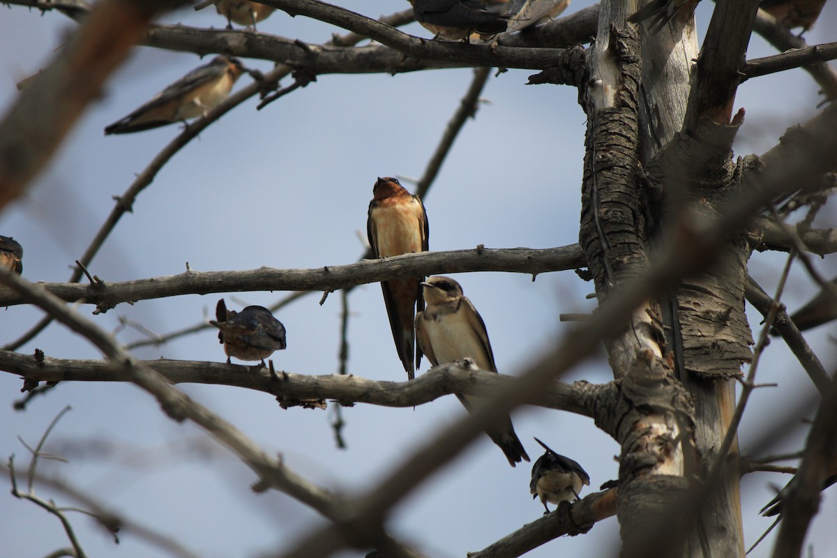 Barn Swallow - ML643516585