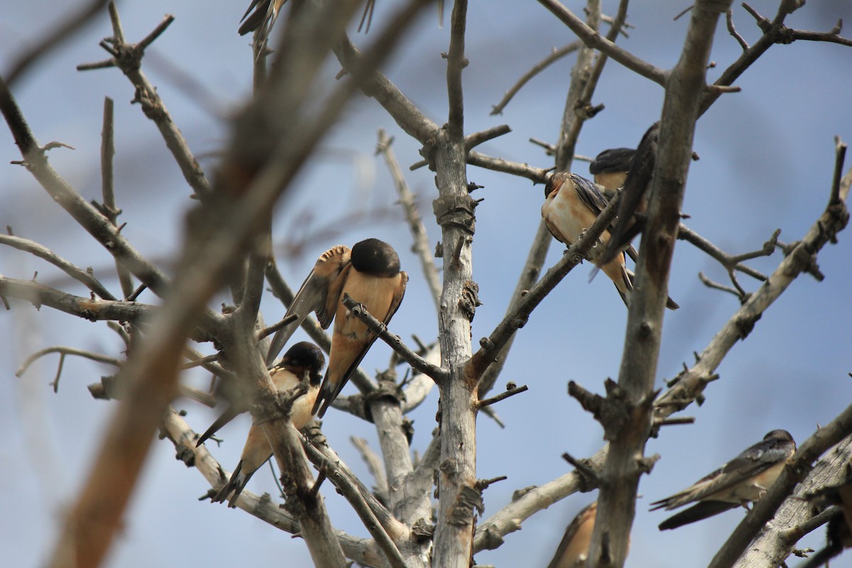 Barn Swallow - ML643516586