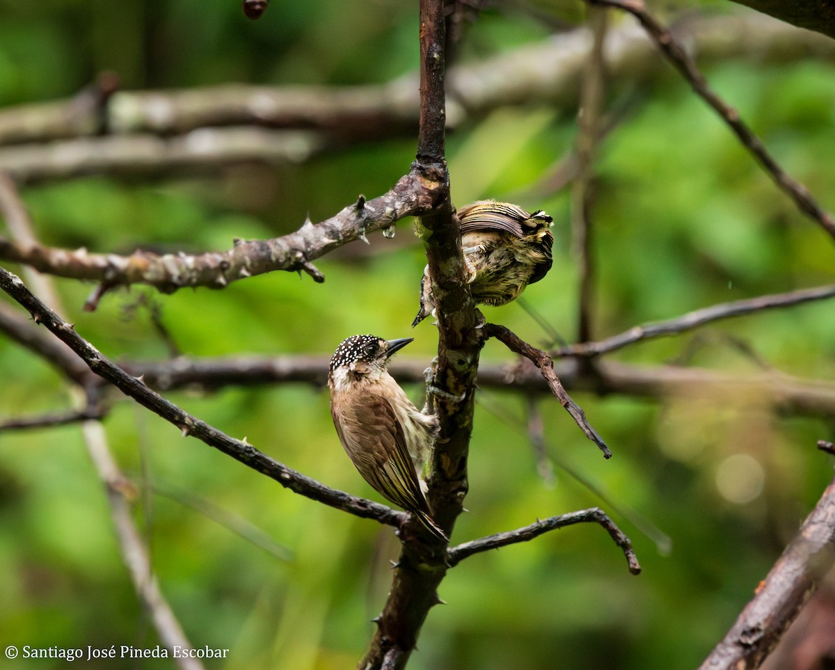 Grayish Piculet - ML643516594