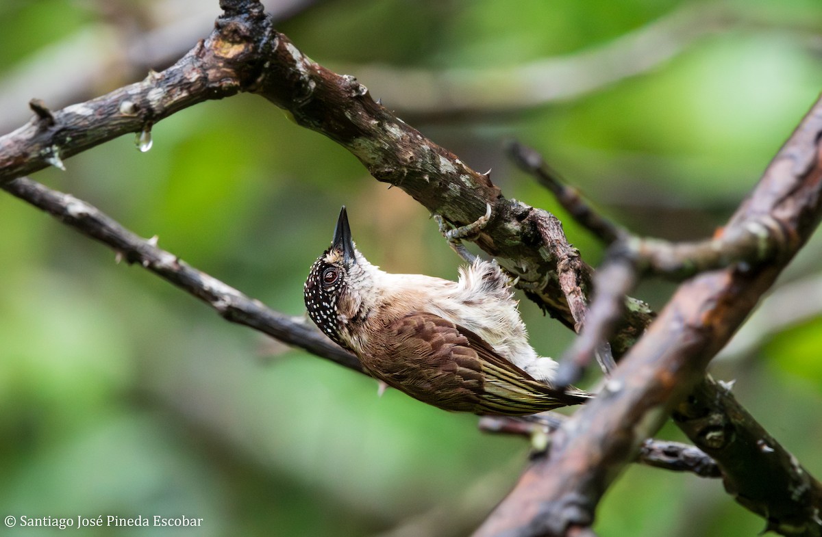 Grayish Piculet - ML643516595