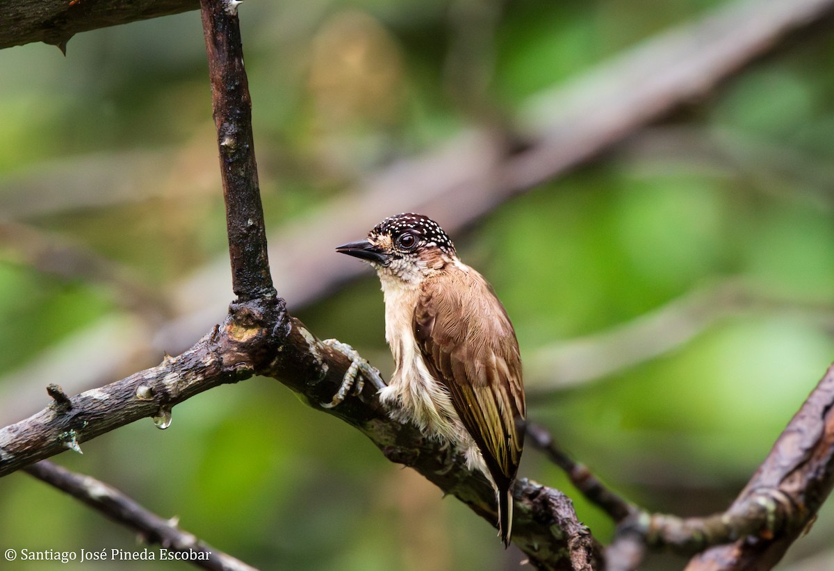 Grayish Piculet - ML643516596