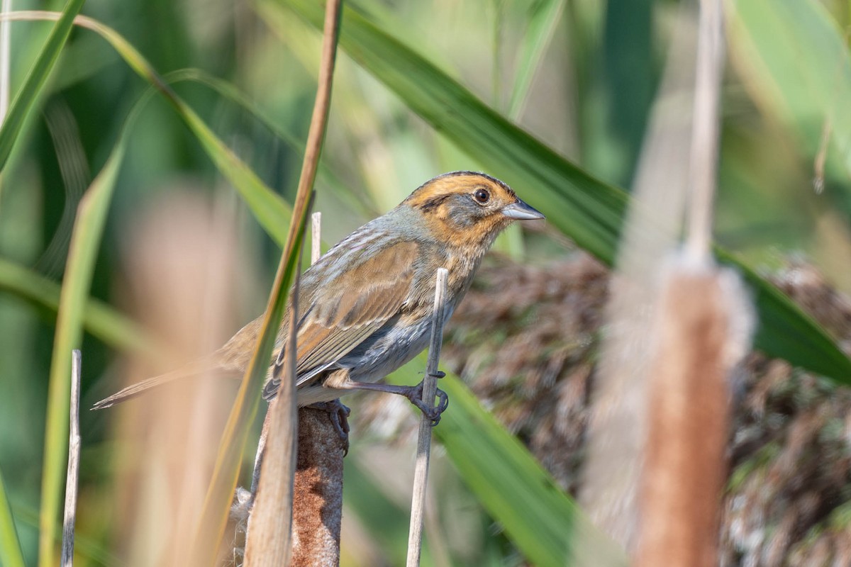 Nelson's Sparrow - ML643516603