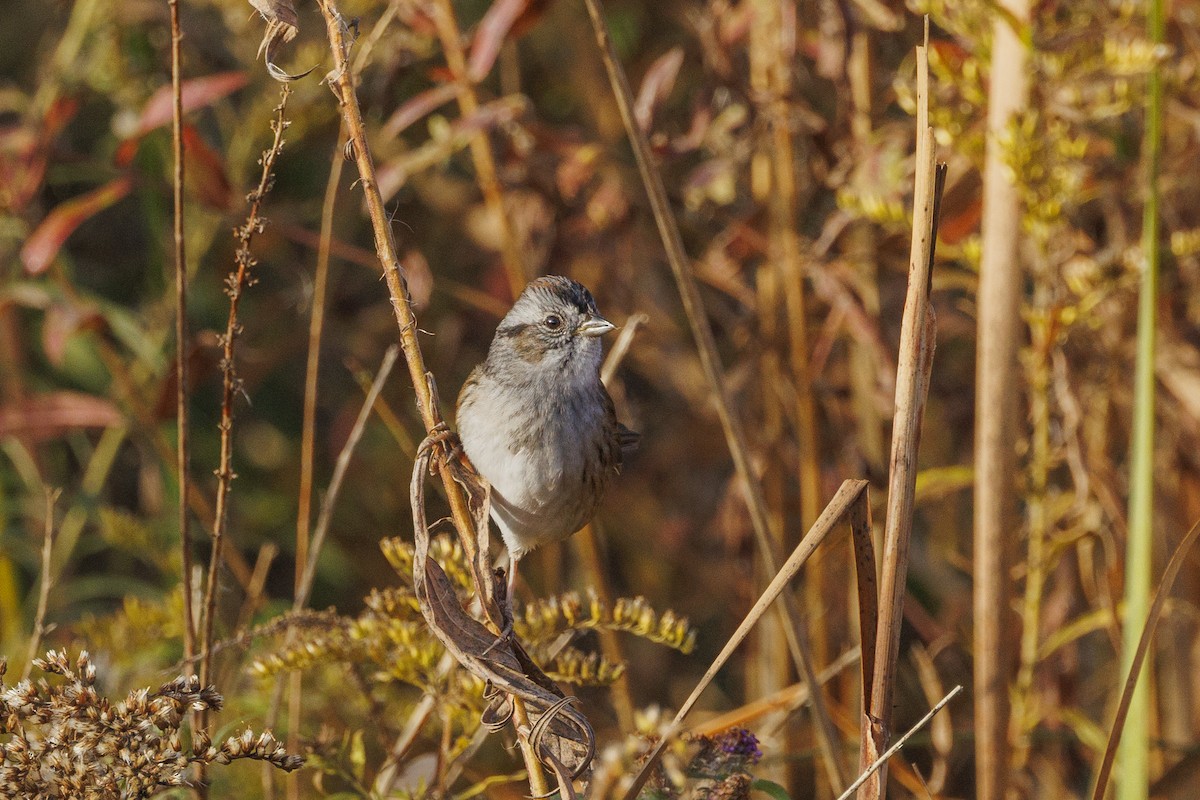Swamp Sparrow - ML643516613