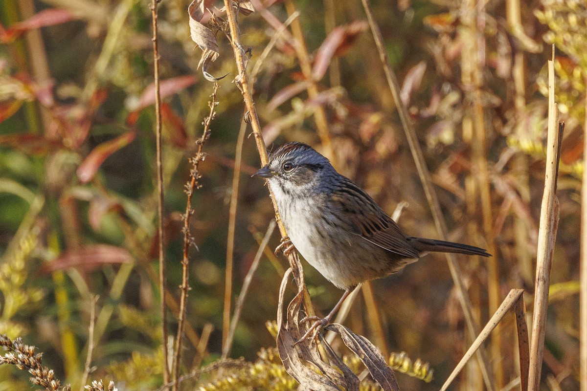 Swamp Sparrow - ML643516627