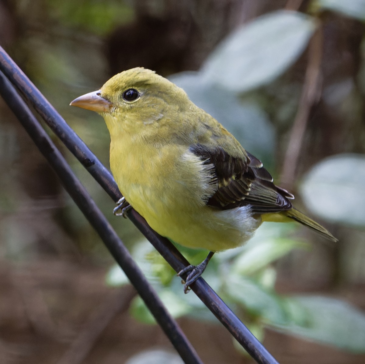 Scarlet Tanager - ML643516636