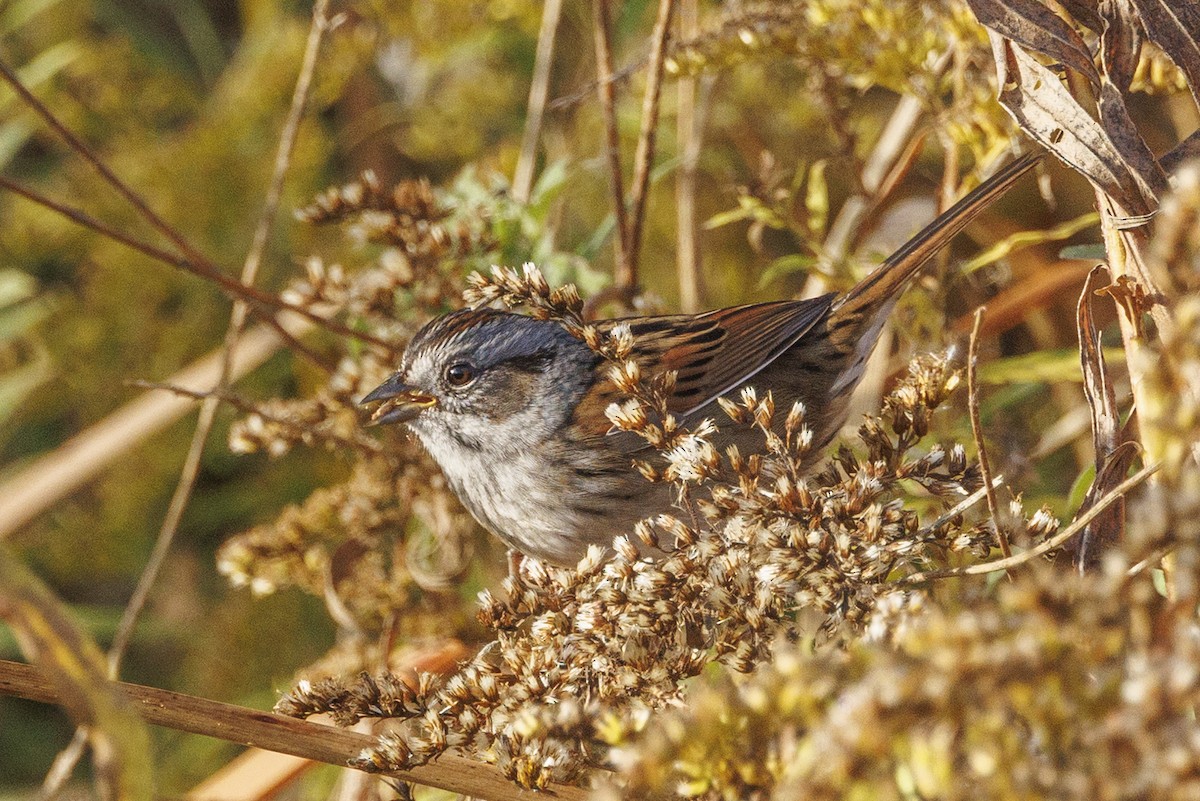 Swamp Sparrow - ML643516639