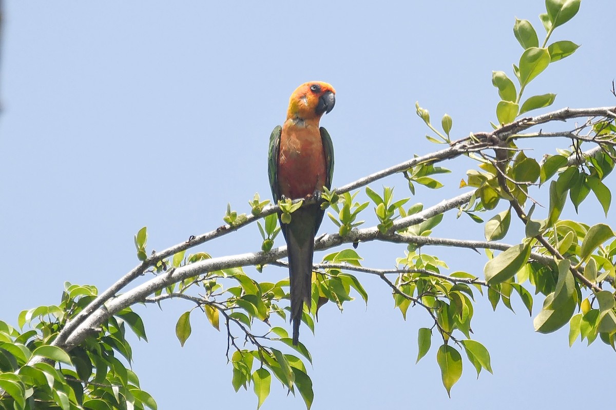 Jandaya Parakeet - ML643516643