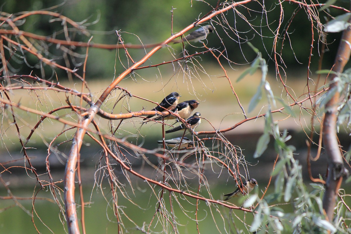 Barn Swallow - ML643516646