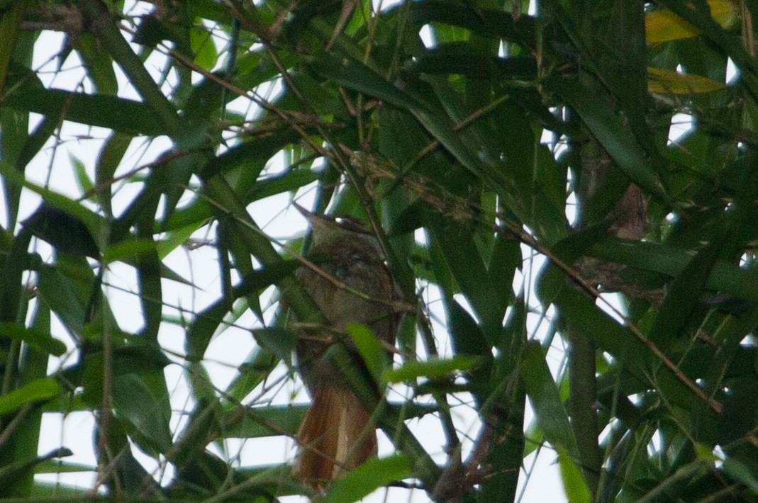 Ochre-breasted Foliage-gleaner - ML643516648