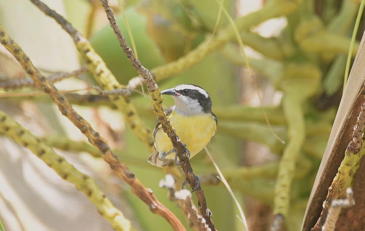 Bananaquit - ML643516651