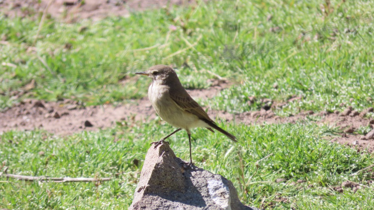 Spot-billed Ground-Tyrant - ML643516652