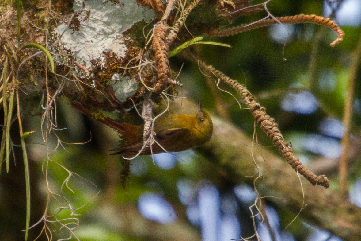 Olivaceous Woodcreeper - ML643516653