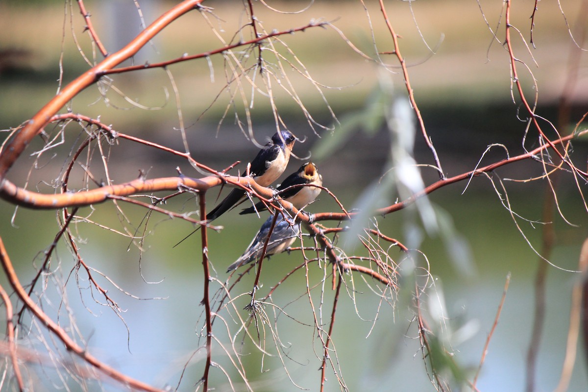 Barn Swallow - ML643516655