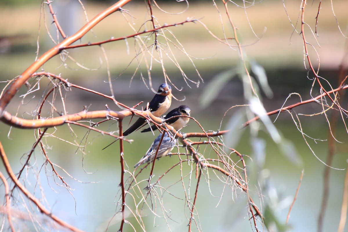 Barn Swallow - ML643516656