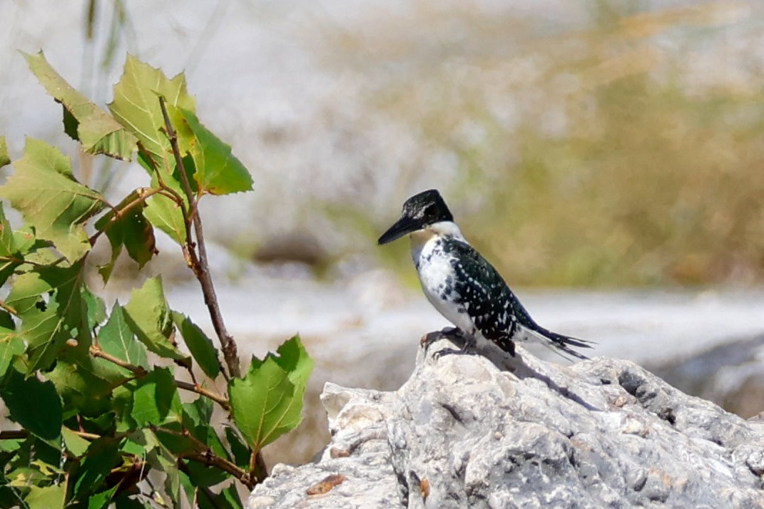 Green Kingfisher - ML643516661