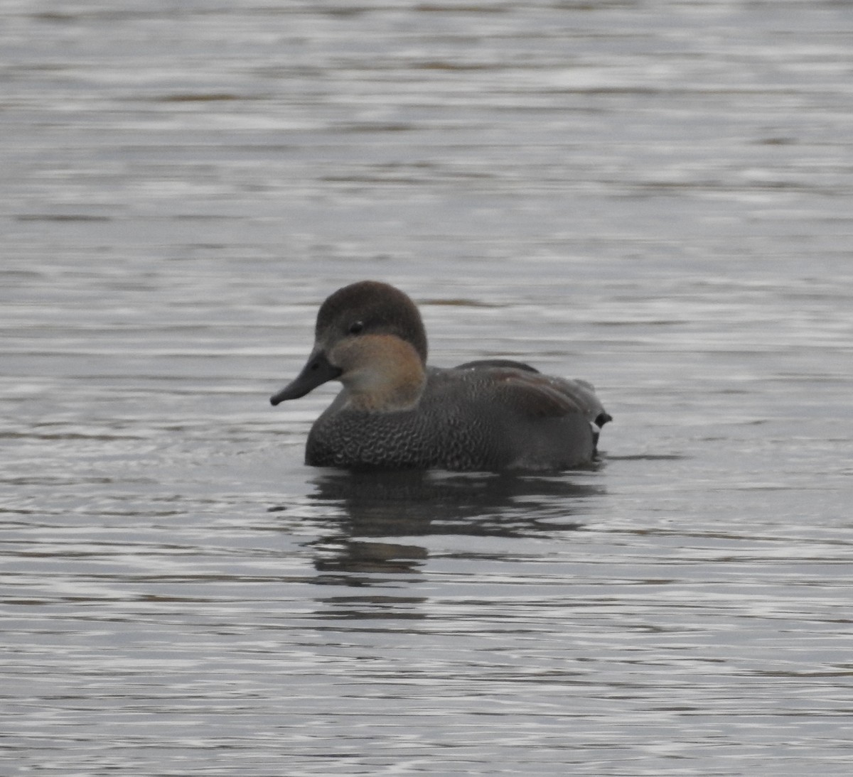 Gadwall - ML643516662