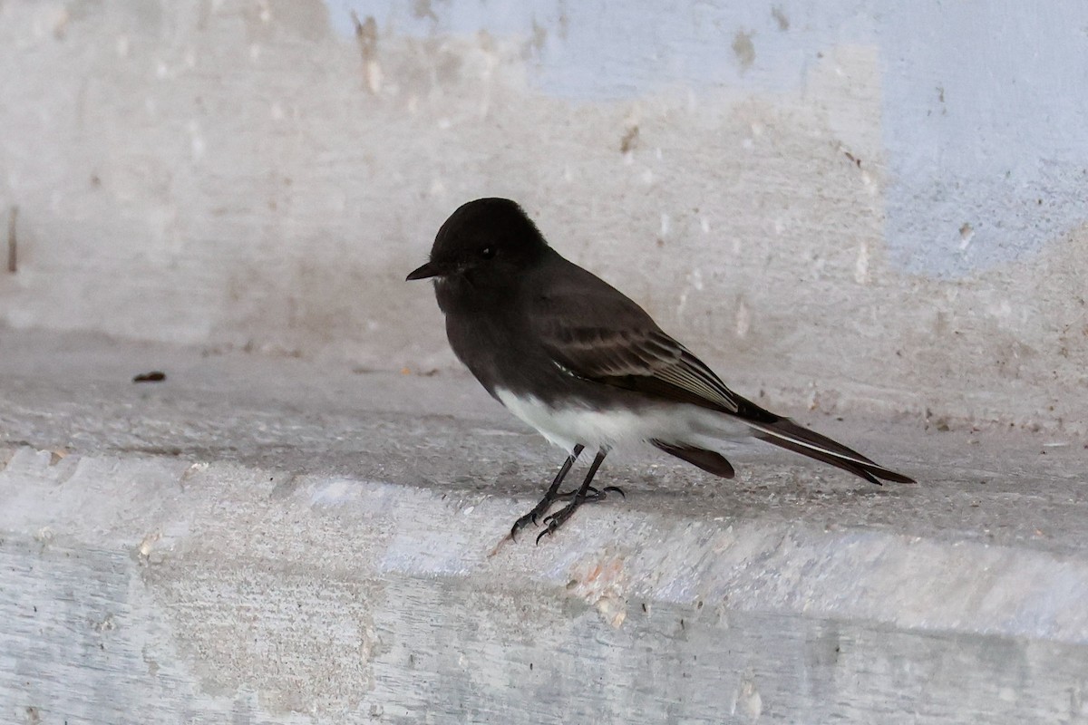 Black Phoebe - ML643516666