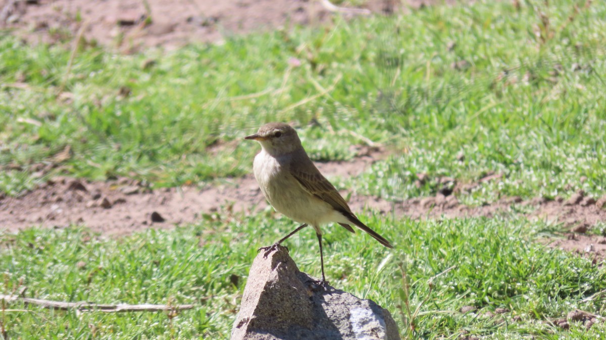 Spot-billed Ground-Tyrant - ML643516678