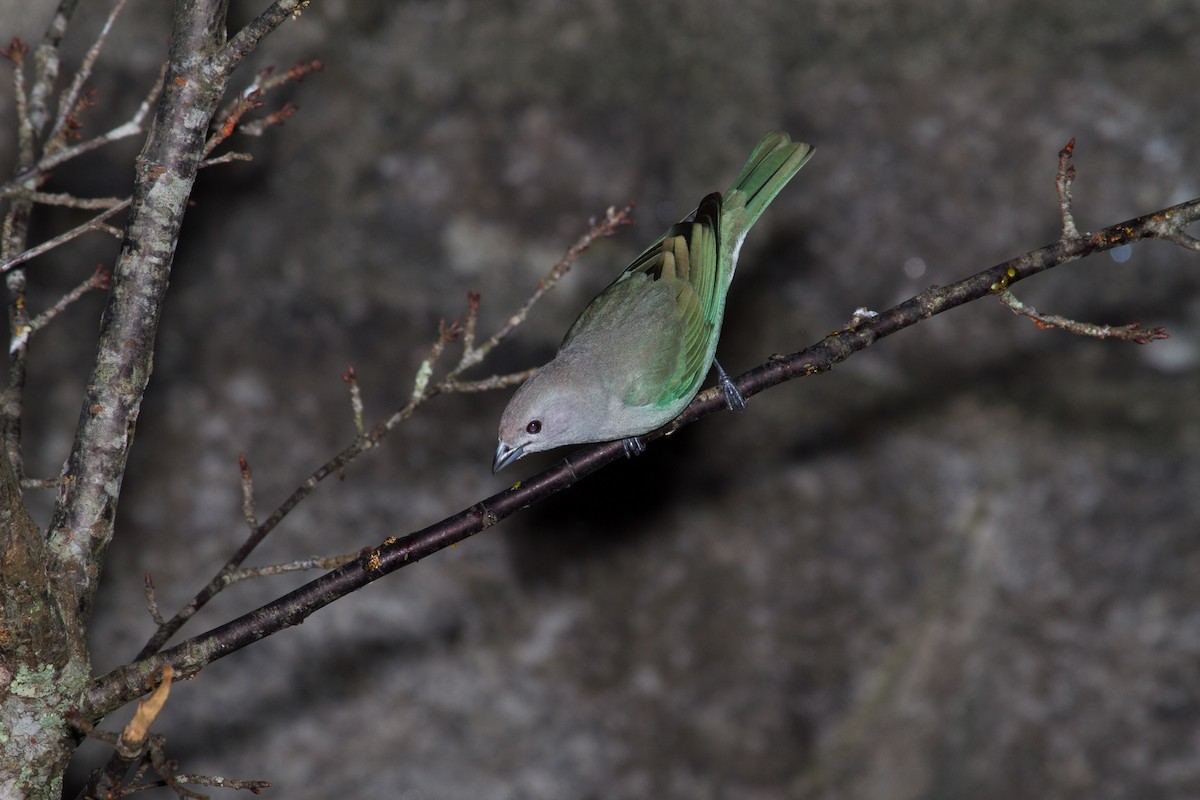 Palm Tanager - ML643516686
