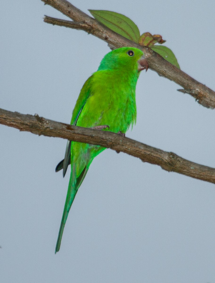 Plain Parakeet - ML643516693