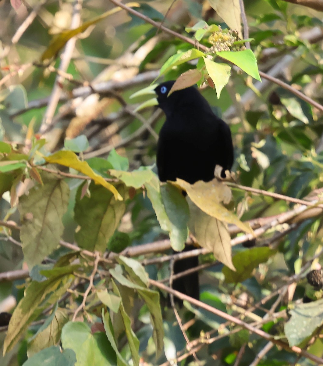 Yellow-billed Cacique - ML643516695