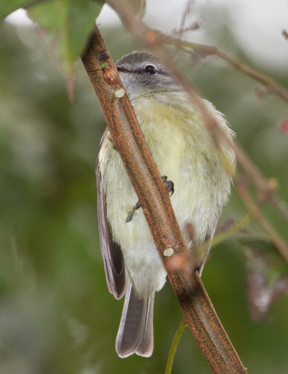 Planalto Tyrannulet - ML643516709