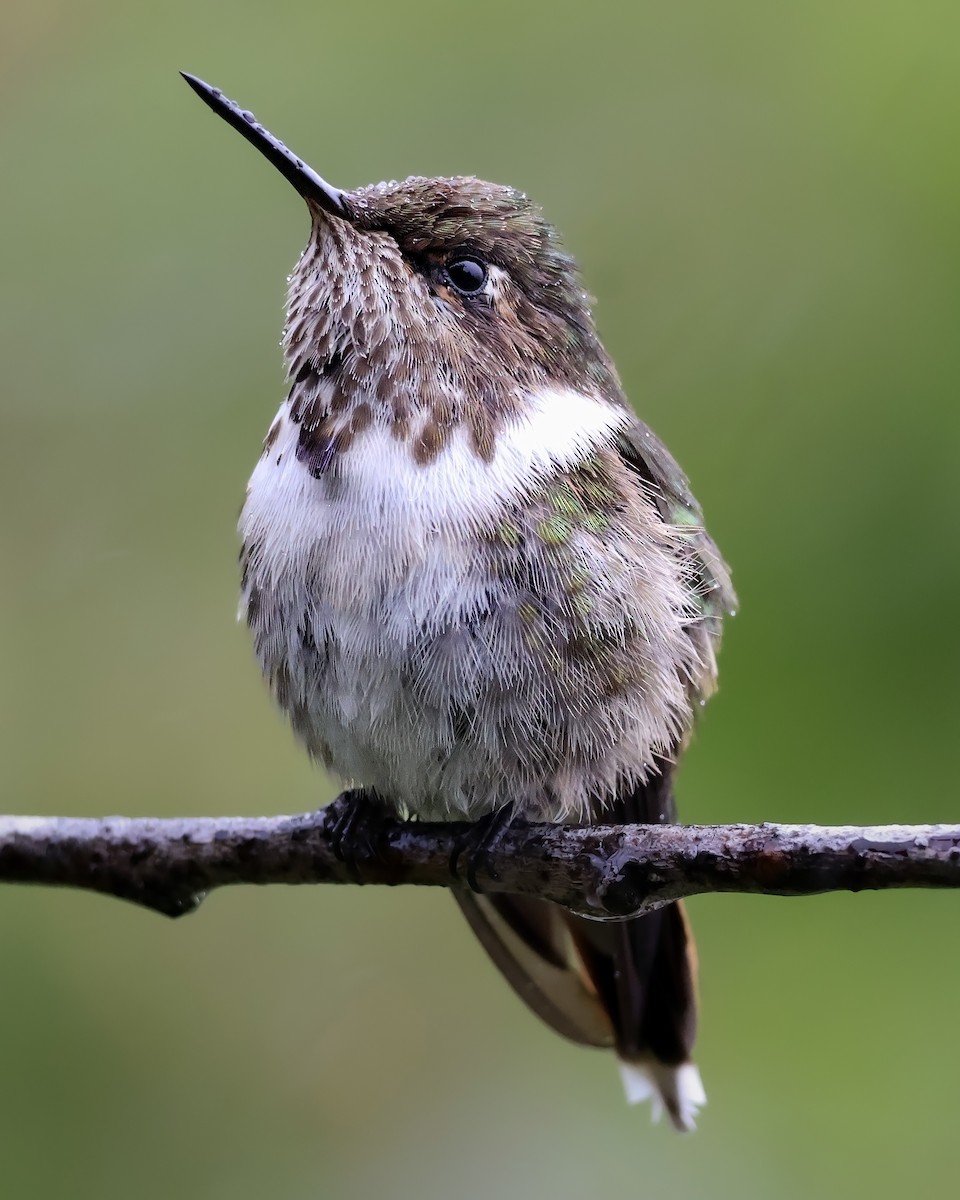 Volcano Hummingbird - ML643516715