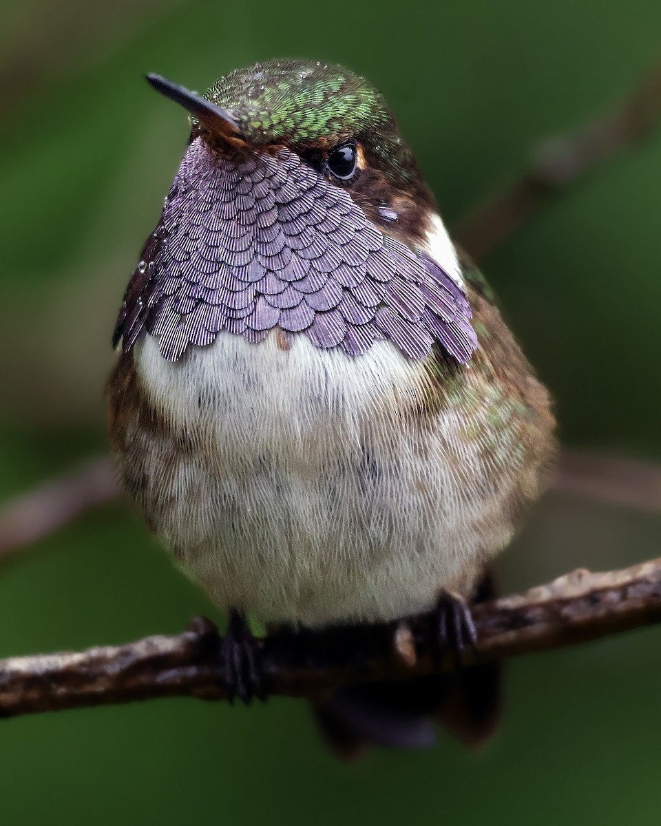 Volcano Hummingbird - ML643516716