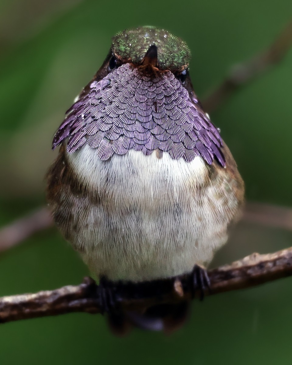 Volcano Hummingbird - ML643516717