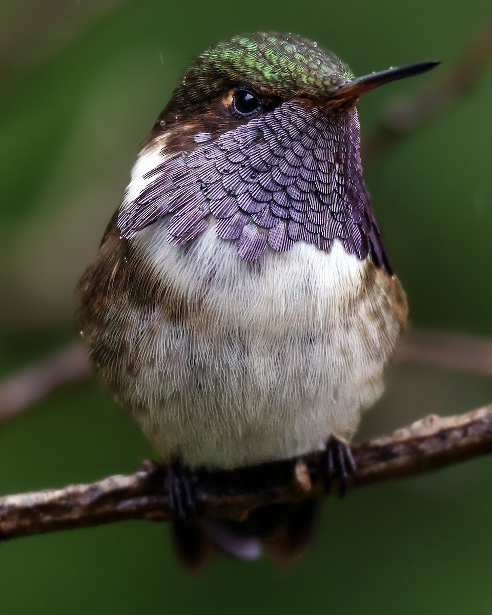 Volcano Hummingbird - ML643516718