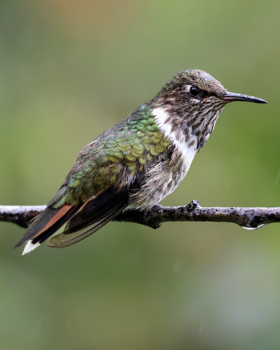 Volcano Hummingbird - ML643516719