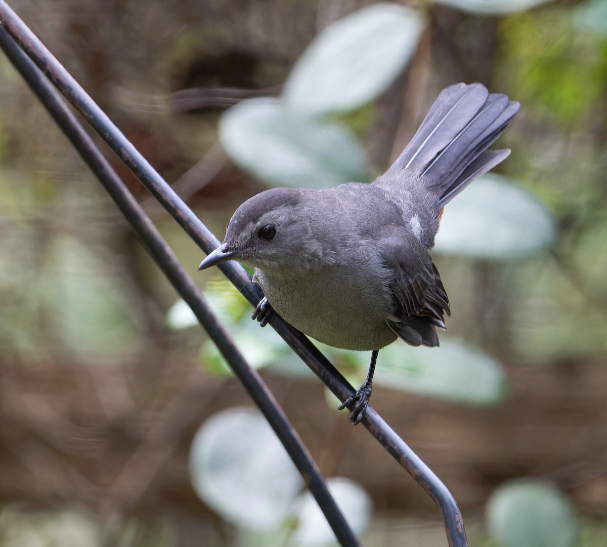 Gray Catbird - ML643516721