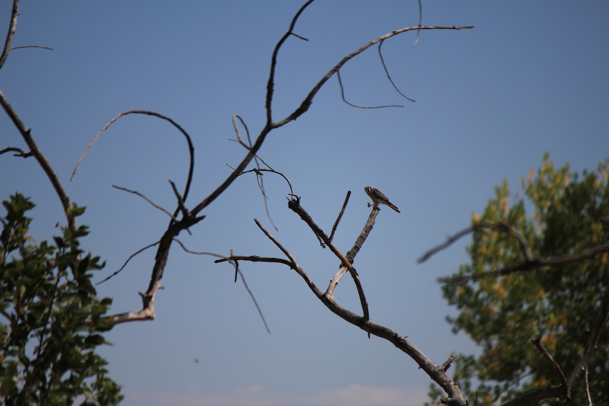 American Kestrel - ML643516724