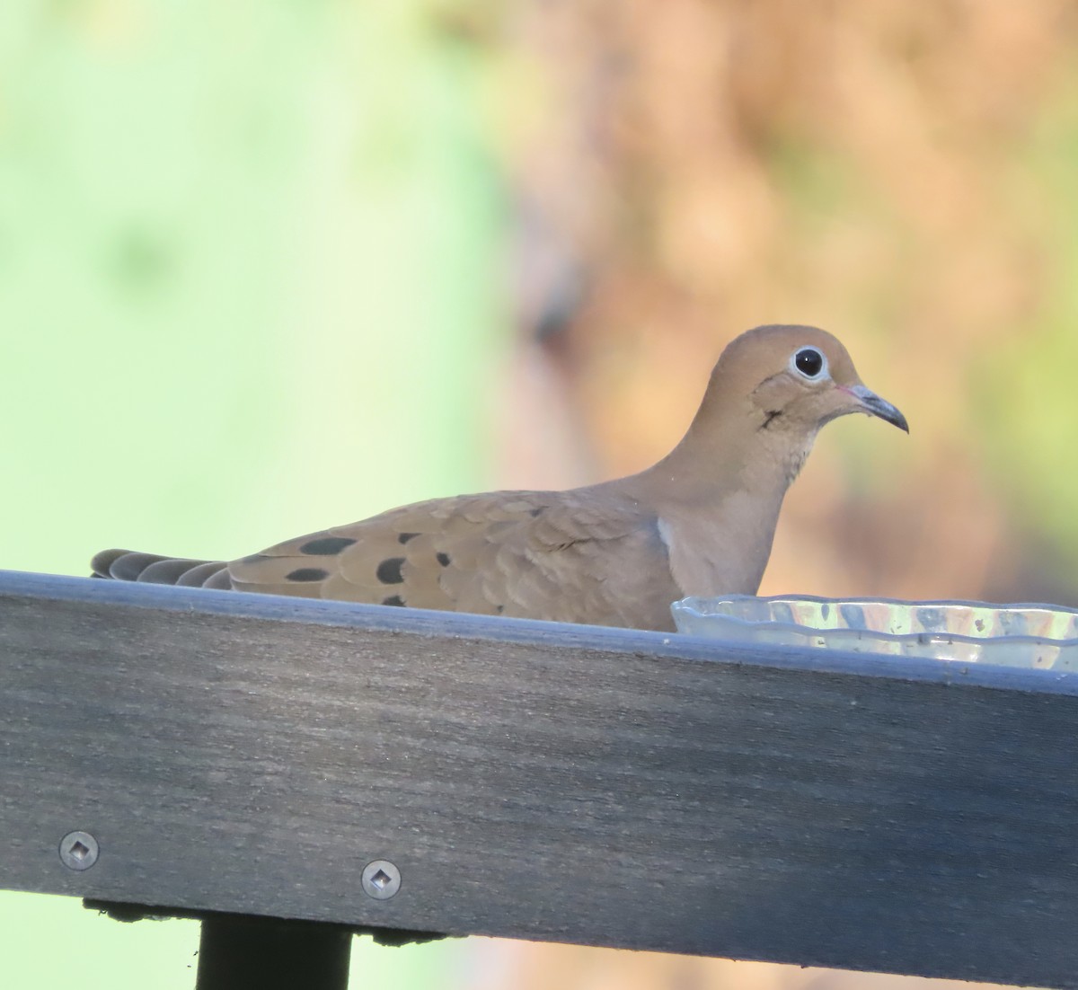 Mourning Dove - ML643516727