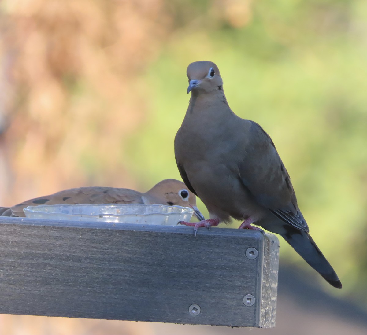 Mourning Dove - ML643516728