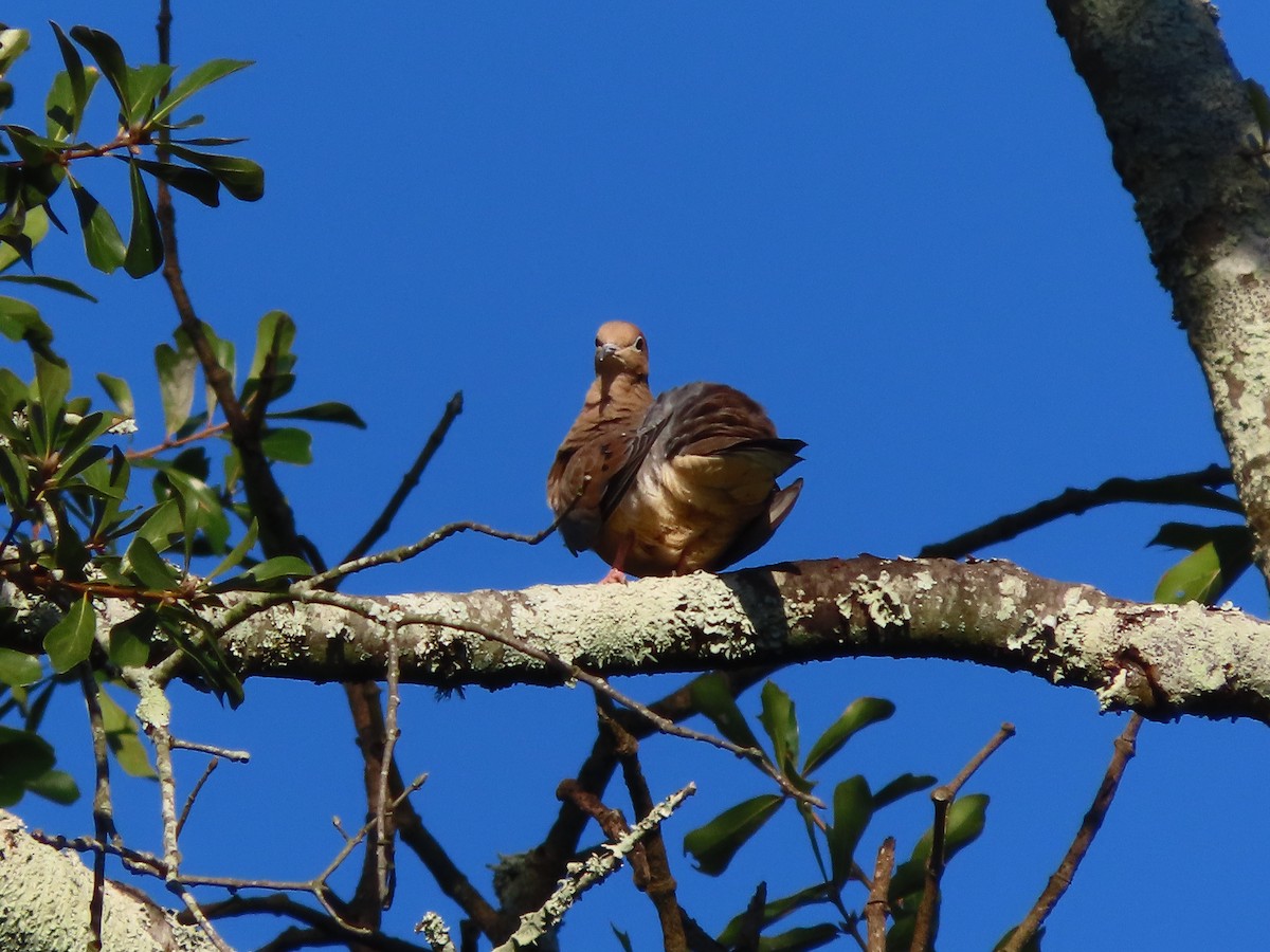 Mourning Dove - ML643516729