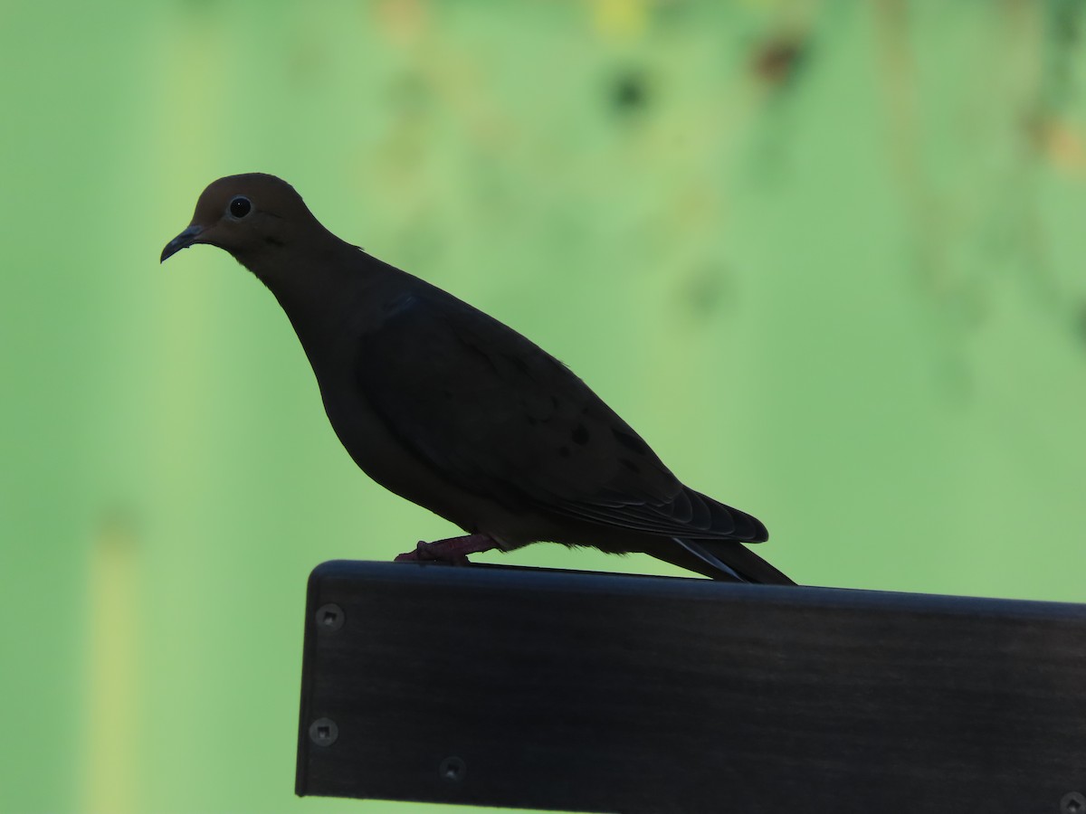 Mourning Dove - ML643516730