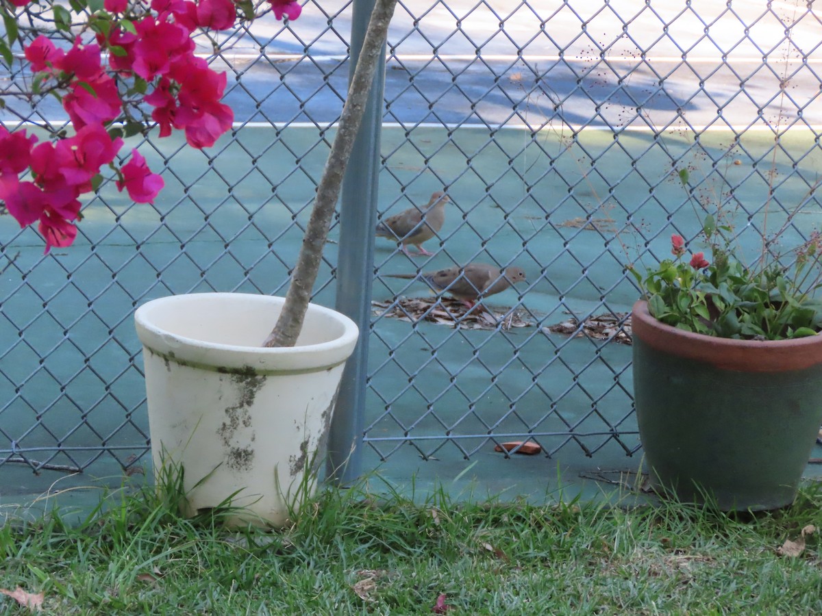 Mourning Dove - ML643516731